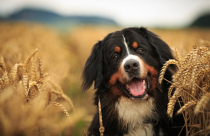 Dogs, Bernese Mountain Dog, Depth Of Field, Dog, Pet, Sennenhund, Summer, Wheat, HD wallpaper