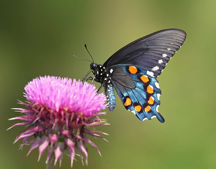 Spicebush Swallowtail Butterfly siedzący na fioletowych pąkach kwiatowych w fotografii zbliżeniowej, Cienkowarstwowe interferencje, Spicebush Palinurus, Paziowate, purpurowy kwiat, fotografia zbliżeniowa, Paziowate, Battus philenor, Karolina Północna, Oset, Hrabstwo Richmond, ellerbe, Picnik, TFI, częstotliwość fale, paziowate, aktywność optyczna, niebiesko-pomarańczowy, bordowy, czerwony fiolet, purpurowy cierń, pyłek, nektar, pigment, fala świetlna, foton, optyka, zjawisko, owad, natura, motyl - owad, skrzydło zwierzęcia, zwierzę, piękno w naturze , zbliżenie, kwiat, lato, makro, multi Kolorowy, Tapety HD