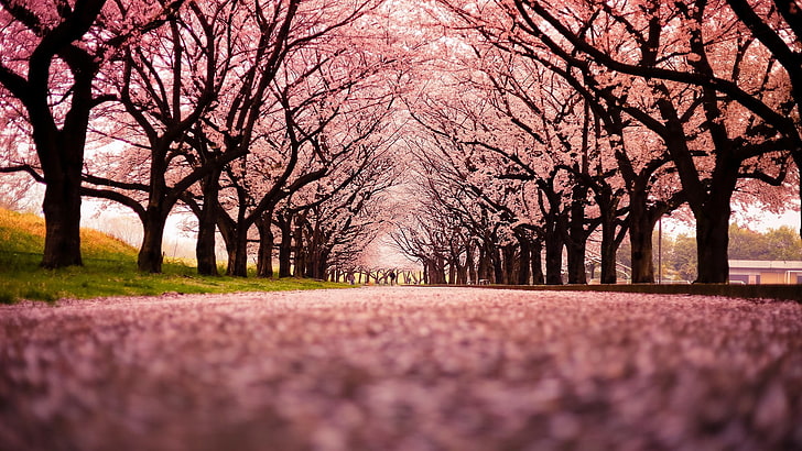 árbol de cerezo rosa, rosa, puente, naturaleza, flor de cerezo, camino,  Fondo de pantalla HD | Wallpaperbetter