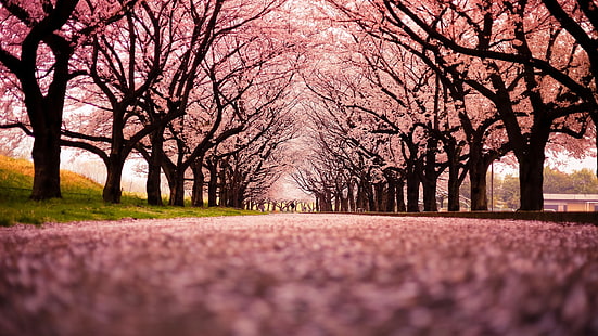 cherry blossom trees, landscape, cherry blossom, trees, path, nature, HD wallpaper HD wallpaper