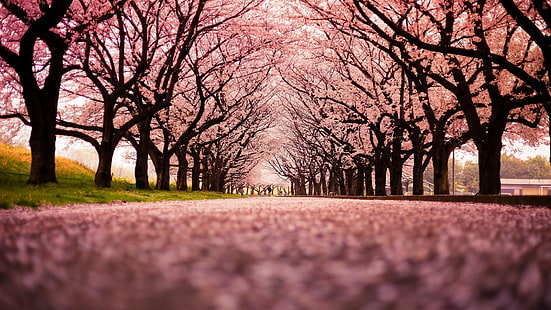 paisaje, naturaleza, flor de cerezo, árboles, camino, Fondo de pantalla HD HD wallpaper