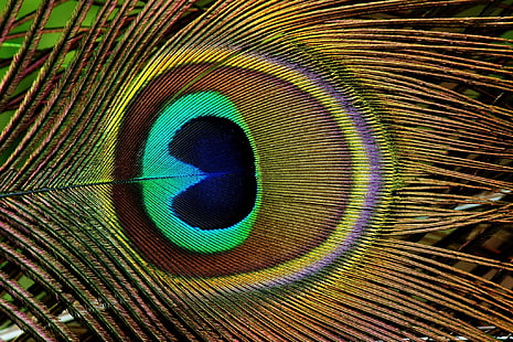 peacock pictures to download, HD wallpaper HD wallpaper