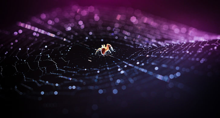 แมงมุมสีน้ำตาลการถ่ายภาพระยะใกล้ของแมงมุมโรงนาบนใยแมงมุมสีขาวแมงมุมมาโครใยแมงมุม, วอลล์เปเปอร์ HD