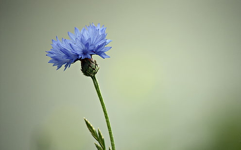 Василек, цветок с голубыми лепестками, HD обои HD wallpaper