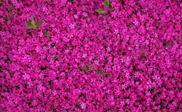 background, beautiful, bloom, blooming, blossom, botanical, bright, close up, color, delicate, design, flowers, garden, growth, nature, outdoors, pattern, petals, plants, purple, season, spring, spring flowers, texture, HD wallpaper
