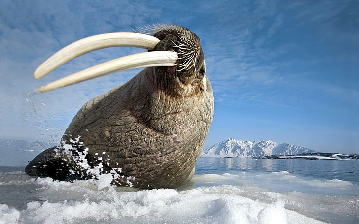 Walrus Arctic Ocean, Walrus, Arctic, Ocean, HD wallpaper