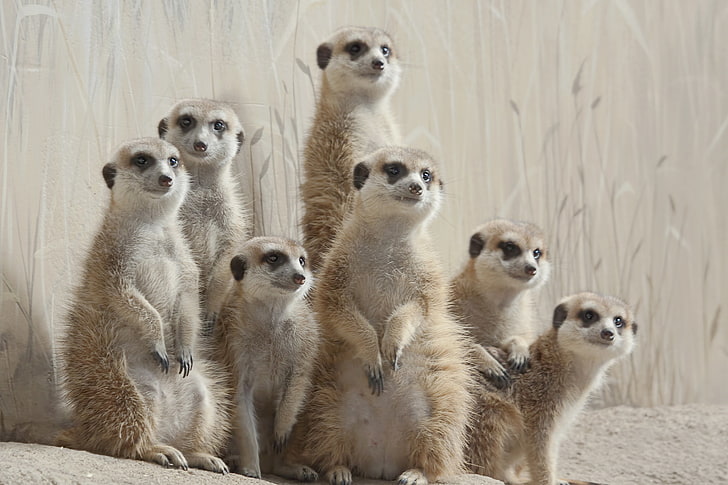 meerkats, posing, family, HD wallpaper