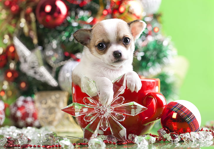 Cachorro de chihuahua marrón y blanco, decoración, perro, bola, taza,  cachorro, Fondo de pantalla HD | Wallpaperbetter