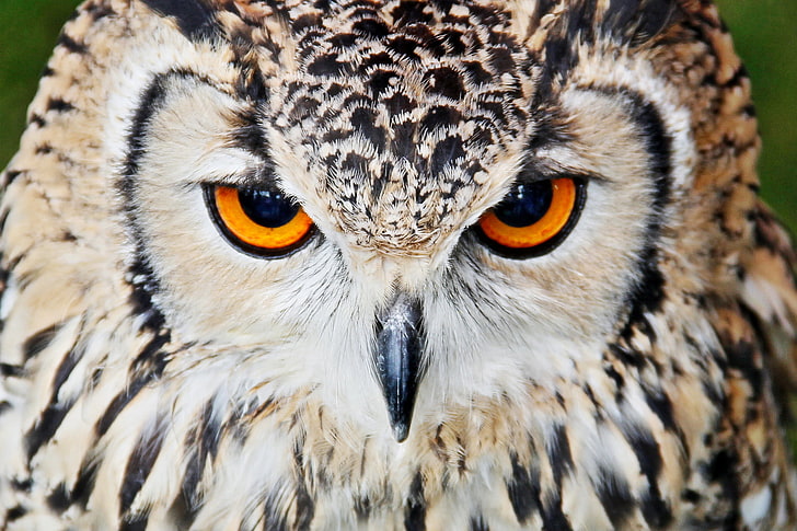brown owl, owl, beak, eyes, close up, HD wallpaper