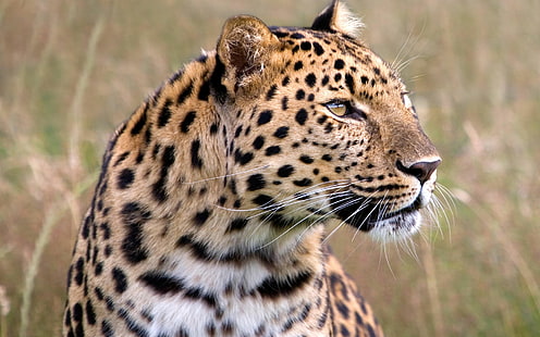 Maschio Amur Leopard Wildlife Heritage UK, leopardo, maschio, amur, fauna selvatica, patrimonio, Sfondo HD HD wallpaper