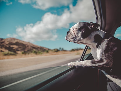 adulto preto e branco Boston terrier, buldogue francês, cão, janela, cuidado, viajar, HD papel de parede HD wallpaper