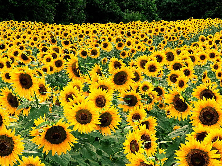 Fält av solrosor HD, blommor, fält, solrosor, HD tapet