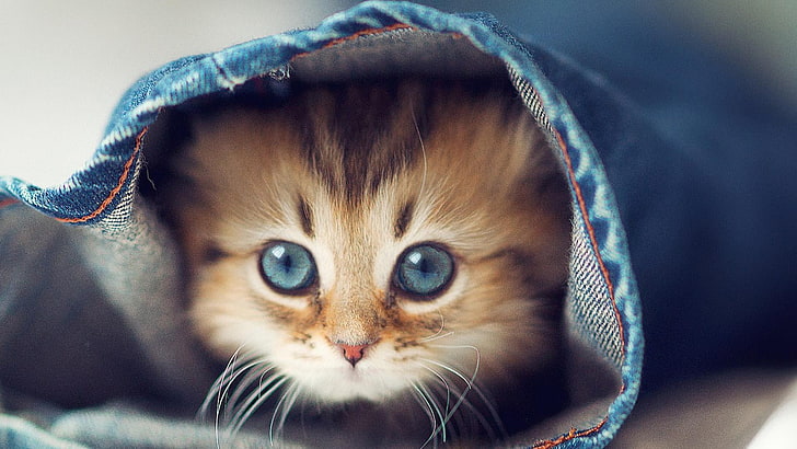 cat, cat eyes, jeans, cute cat, cute, funny cat, animals, HD wallpaper