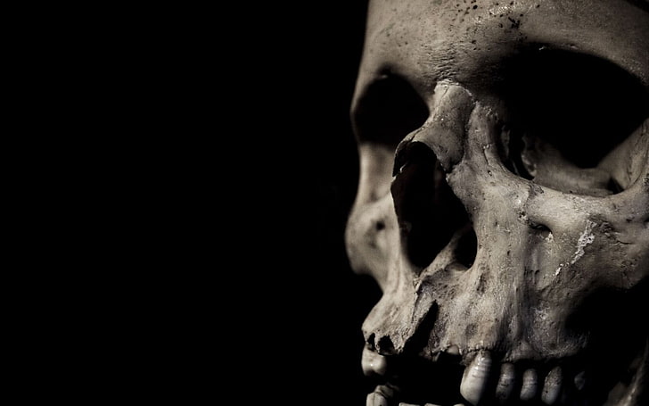 tengkorak manusia, tengkorak, tulang, Wallpaper HD
