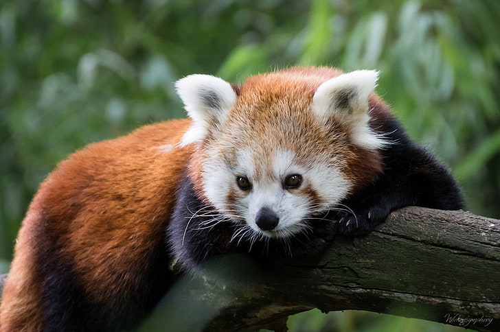 Animal, Red Panda, HD wallpaper