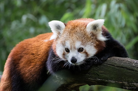 Tier, roter Panda, HD-Hintergrundbild HD wallpaper
