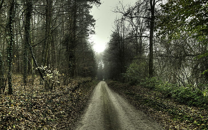 Bäume, Straße, Wald, HD-Hintergrundbild