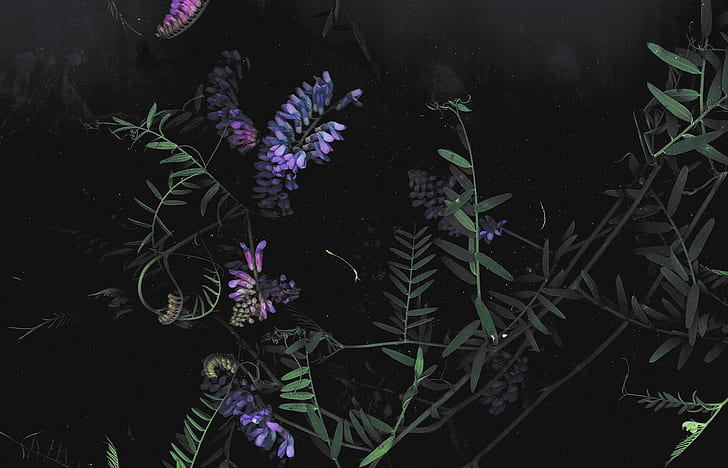 gelap, bunga, bunga, makro, Wallpaper HD