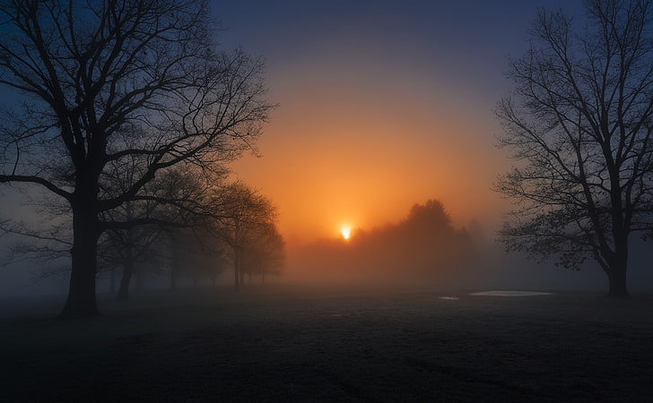 Natur, Morgen, Abend, Kälte, Sonnenlicht, Bäume, Nebel, HD-Hintergrundbild