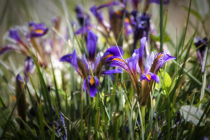 selektivt fokus foto av lila irisblommor, selektivt fokus, foto, lila iris, blommor, vår, natur, bokeh, Rethymno, Kreta, φύση, Κρήτη, Iris unguicularis, blomma, växt, lila, vår, krokus, sommar, blommahuvud, gräs, HD tapet