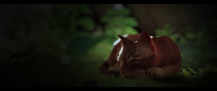 Stray, Game CG, gurú emplumado de gato, annapurna, Fondo de pantalla HD
