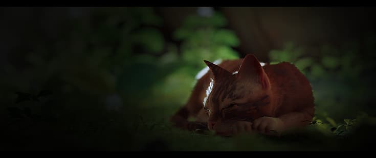 Stray, Game CG, gurú emplumado de gato, annapurna, Fondo de pantalla HD HD wallpaper