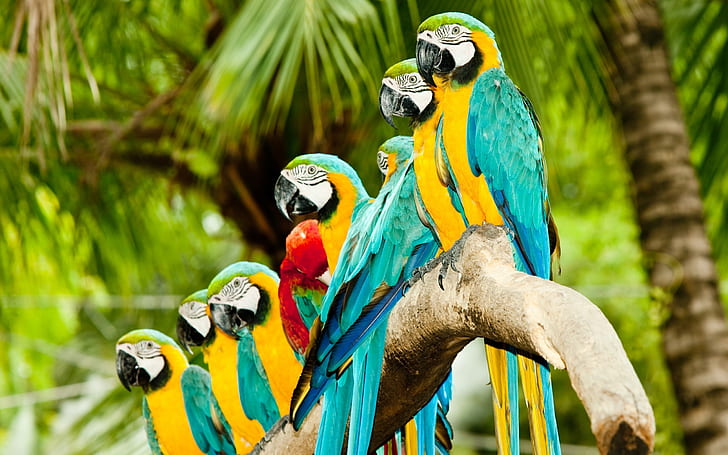 Papugi ustawione w kolejce, Papugi, Stoisko, Tapety HD