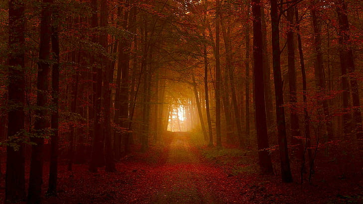 Дълбоко в есента Гори, гора, пътека, тунел, природа, тъмнина, есен, природа и пейзажи, HD тапет