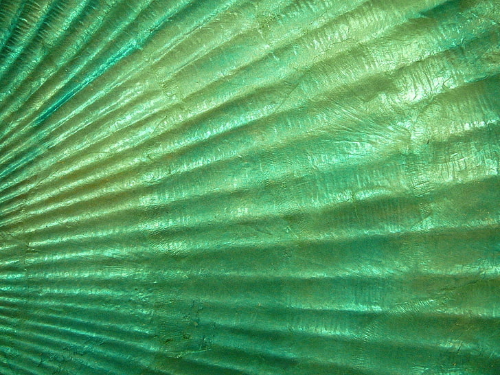 Texture, shell, green, summer, enchantedgal, HD wallpaper