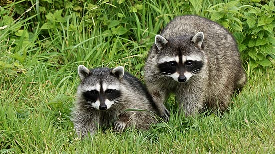  grass, pair, raccoon, two, raccoons, HD wallpaper HD wallpaper