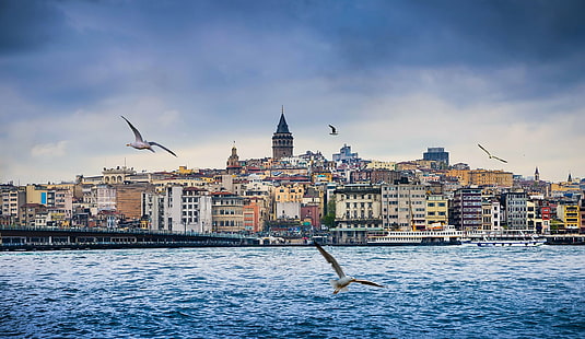 Kota, Istanbul, Bangunan, Kota, Rumah, Seagull, Turki, Wallpaper HD HD wallpaper