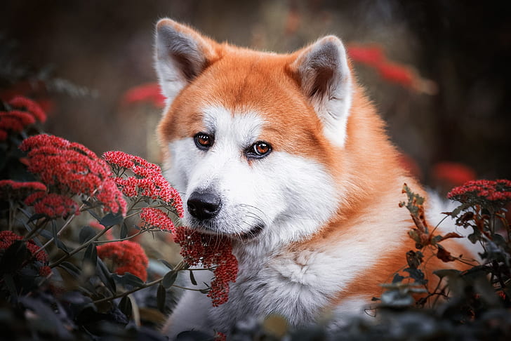 look, face, flowers, nature, background, portrait, dog, red, Akita inu, Akita, HD wallpaper