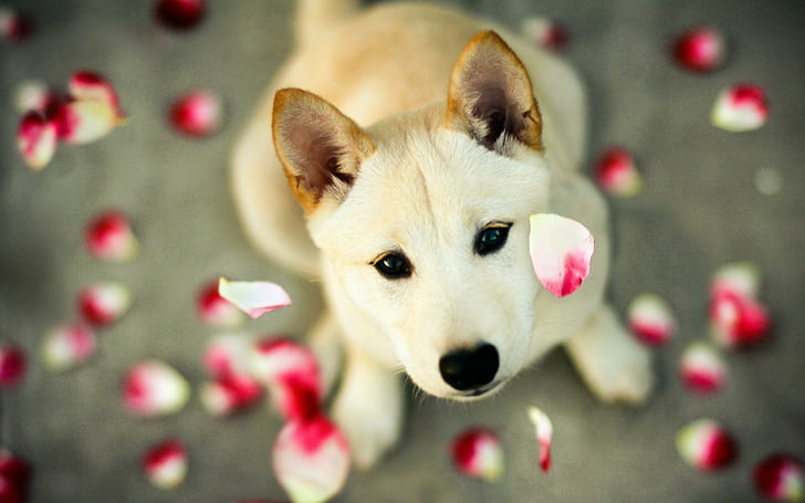 Romantic Pet, the view, roses, romantic, love, the petals, pink, animals, HD wallpaper