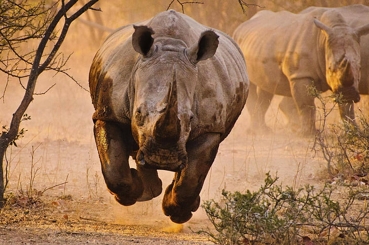 rhino, nature, animals, HD wallpaper