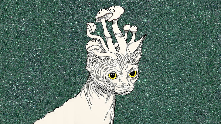 Trippy stoner, Cat, Mushrooms, Art, HD wallpaper