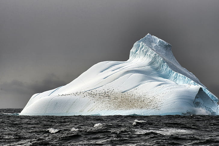 جبل جليدي ، بحر ، طبيعة ، طيور البطريق ، أنتاركتيكا، خلفية HD
