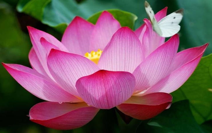 Pink Lotus Flowers And A Butterfly Hd Wallpaper 72i38, HD wallpaper