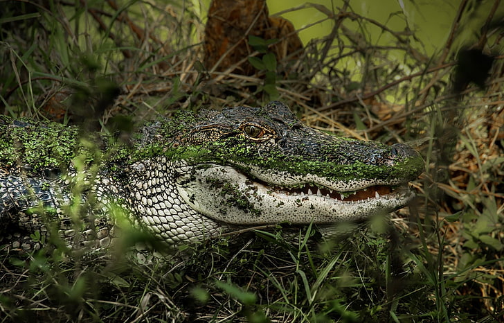 alligators, reptiles, animals, HD wallpaper
