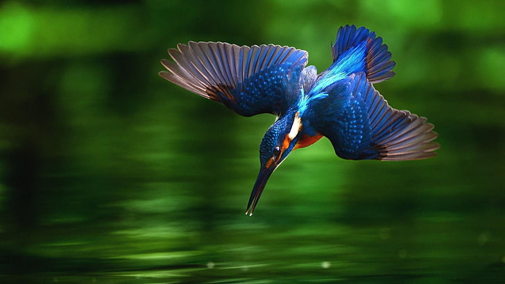 зимородок, синяя птица, охота, озеро, крылья, муха, HD обои