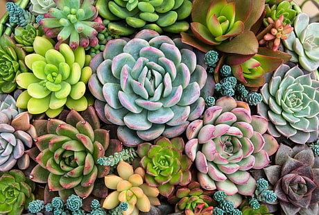 Pflanzen, Natur, Pflanze, Sukkulente, Sukkulente, HD-Hintergrundbild HD wallpaper
