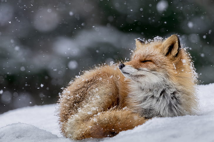 fox, winter, snow, HD wallpaper