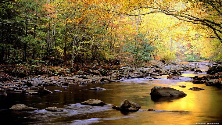 Golden Stream, trees, stream, rocks, gold, 3d and abstract, HD wallpaper
