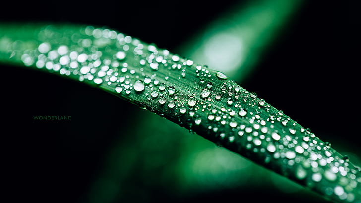 Leaf Macro Green Water Drops HD, nature, macro, green, water, leaf, drops, HD wallpaper