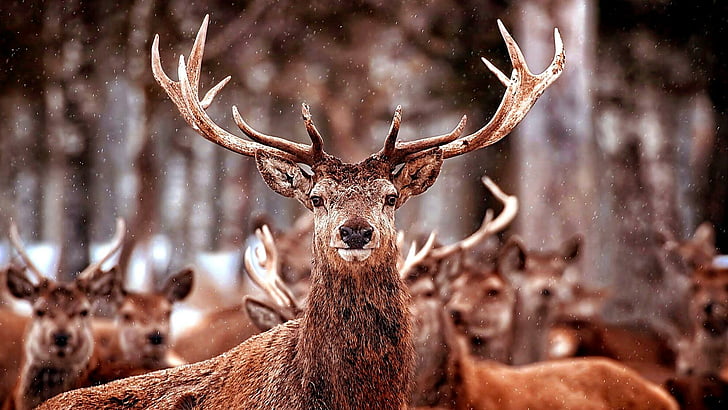 wildlife, deer, mammal, antler, fauna, deer herd, elk, herd, horn, HD wallpaper