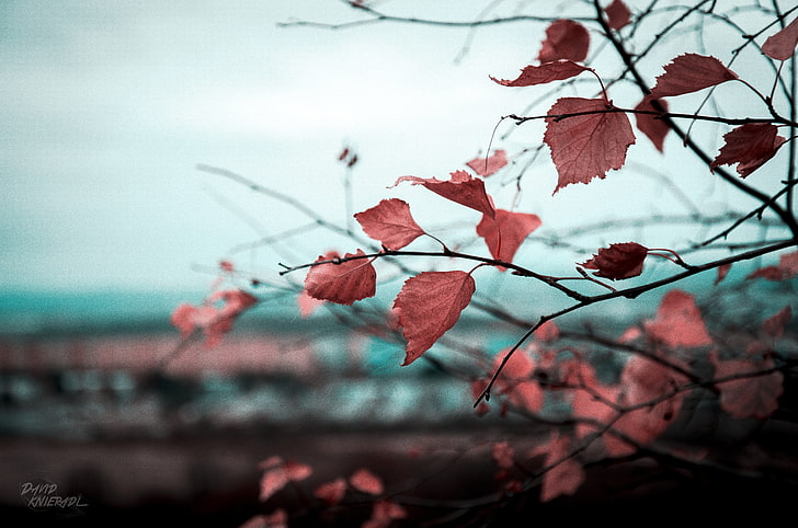 Bäume, Blätter, Herbst, Natur, Pflanzen, Zweig, HD-Hintergrundbild