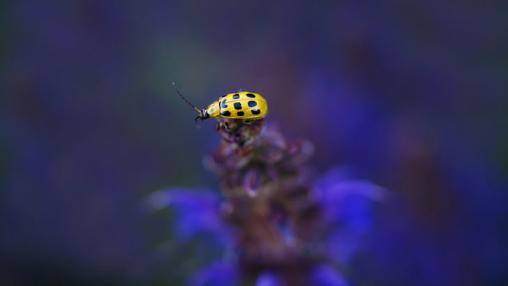 macro, insect, macro photography, invertebrate, close up, coccinellidae, pest, bug, yellow ladybug, ladybug, beetle, ladybird, HD wallpaper