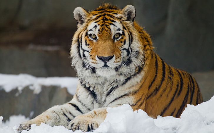 коричневый и черный тигр, взгляд, снег, амурский тигр, досуг, HD обои