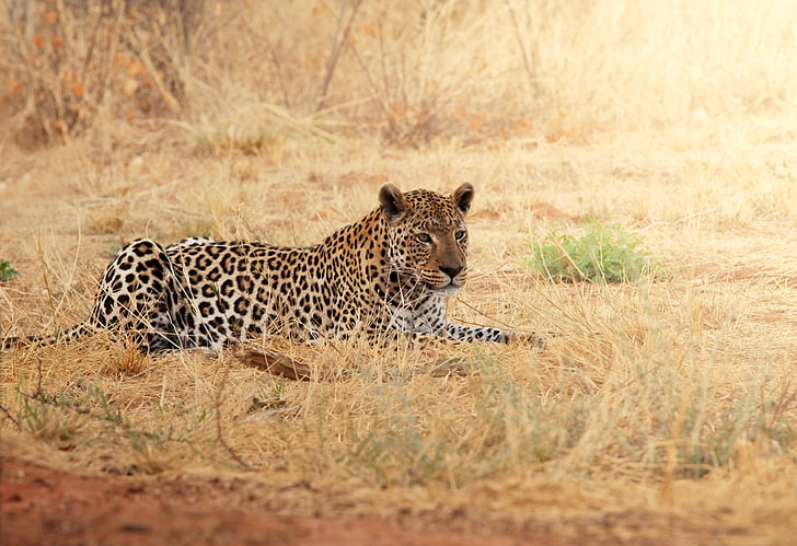 коричневый и белый леопард, леопард, отдых, трава, африка, HD обои