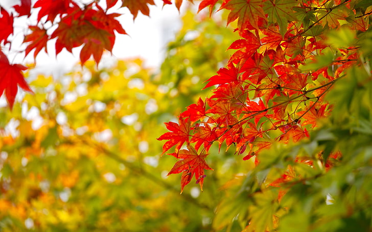 Красные и желтые кленовые листья осенью национальный символ на канаде 4k Ultra Hd Tv обои для настольных ноутбуков планшета и мобильных телефонов 3840 × 2400, HD обои