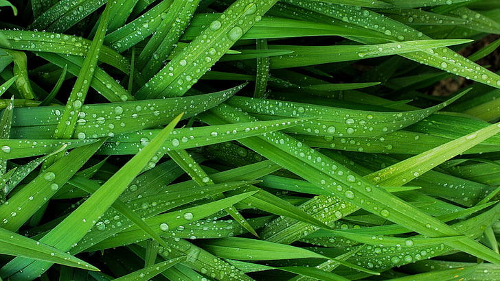 green leafed plant, grass, green, water, water drops, photography, HD wallpaper
